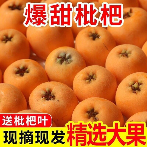 5斤四川雅安石棉枇杷整箱