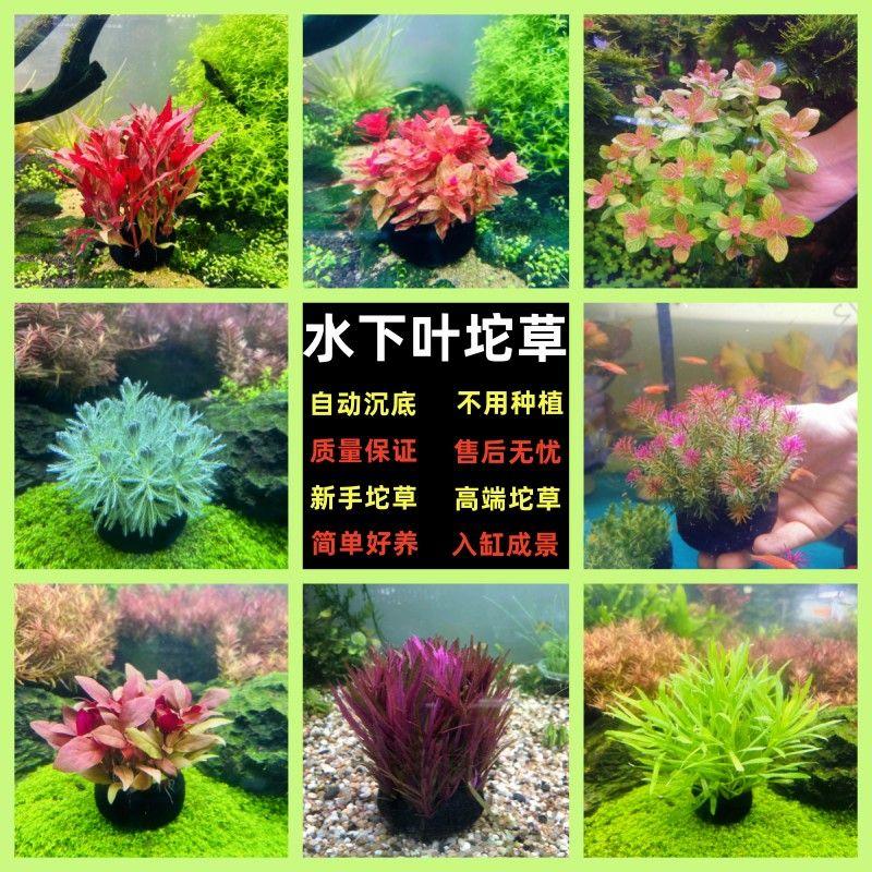 净化水质水下叶小坨坨草新手懒人淡水增氧中后景造景水草自动沉底