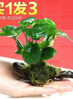 鱼缸水族箱造景水榕沉木活体水草淡水无土植物后景宫廷真水草绿菊