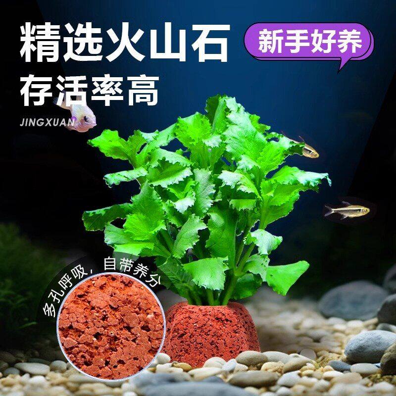 水草植物鱼缸造景水培阴性真草好养耐活生态套餐火山石蜈蚣草绿菊