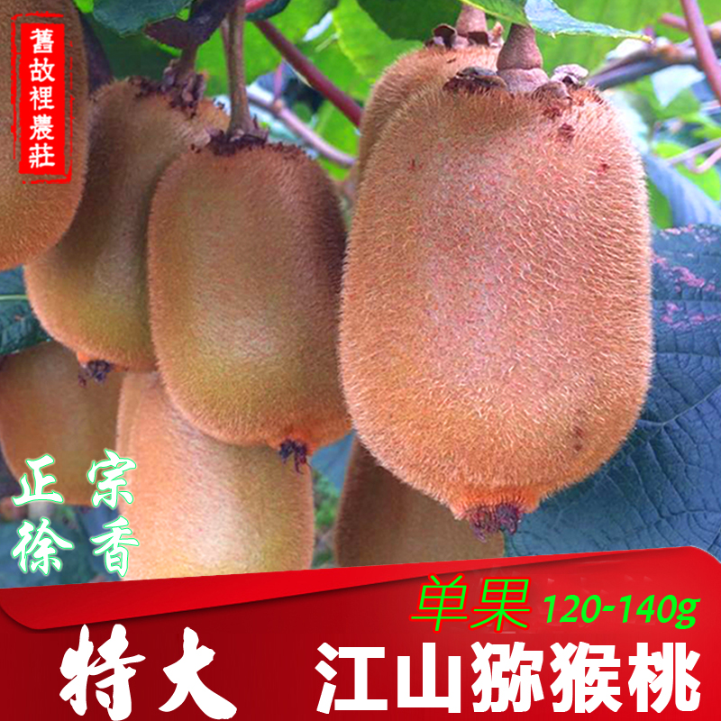 ÌØ´ó¹û(120-140g)Õý×Ú½É½ÌØ²úÏÖÕª ÐÂÏʳ¬ÌðÐìÏãÃÖ⨺ïÌÒ5½ï°ü×°