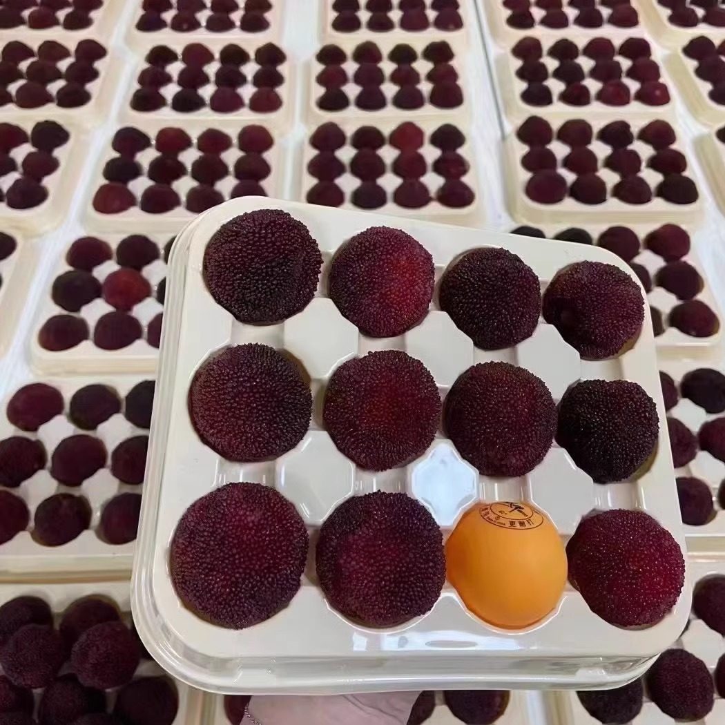 正宗浙江仙居东魁杨梅苗水晶杨梅嫁接苗带土好种仙居县发货