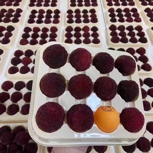 正宗浙江仙居东魁杨梅苗水晶杨梅嫁接苗带土好种仙居县发货