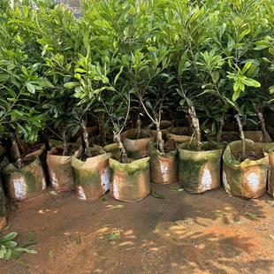 直播间正宗浙江仙居东魁杨梅苗水晶杨梅嫁接苗带土好种仙居县发货