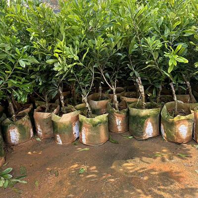 直播间正宗浙江仙居东魁杨梅苗水晶杨梅嫁接苗带土好种仙居县发货