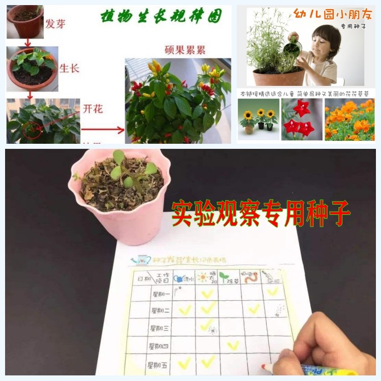 小学生幼儿园儿童作业科学课盆栽观察生长教学记录凤仙花籽花种子