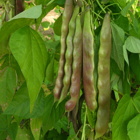 东北油豆角种豆种农家春季种植