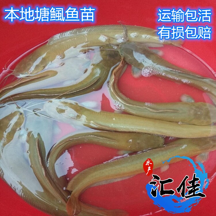 正宗 塘角鱼苗 本地塘鲺鱼苗 三黄塘鲺 杂交塘鲺 胡子鲶 全国发货