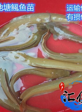正宗三黄胡子鲶全国发货塘角鱼苗