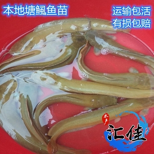 塘角鱼苗 胡子鲶 本地塘鲺鱼苗 杂交塘鲺 全国发货 三黄塘鲺 正宗