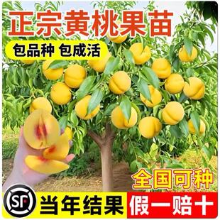 【闲在·Recluse】正宗黄桃果树果苗嫁接苗冬桃油桃树种植南北方