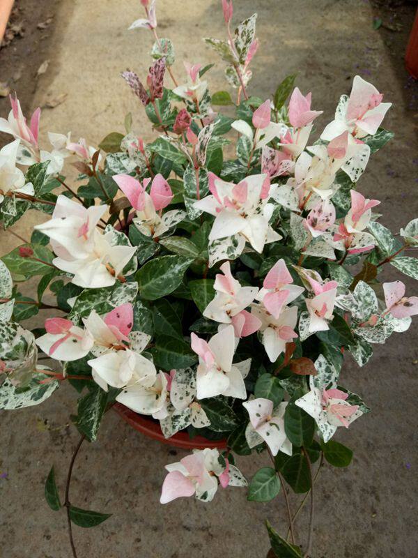 Mosaic Confederate-Jasmine Potted plant Japan Coleus gold Confederate-Jasmine Vine Botany Scenery bonsai Chlorophytum Hanging basket Green plantin the Flower delivery/Flowers simulation/Plants gardening , Flowers/Potted plants (New) , Plants  category - from Buy2taobao.com to provide professional Taobao agent buy service