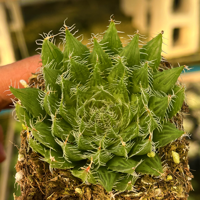多肉植物钢丝球十二卷玉露盆栽花