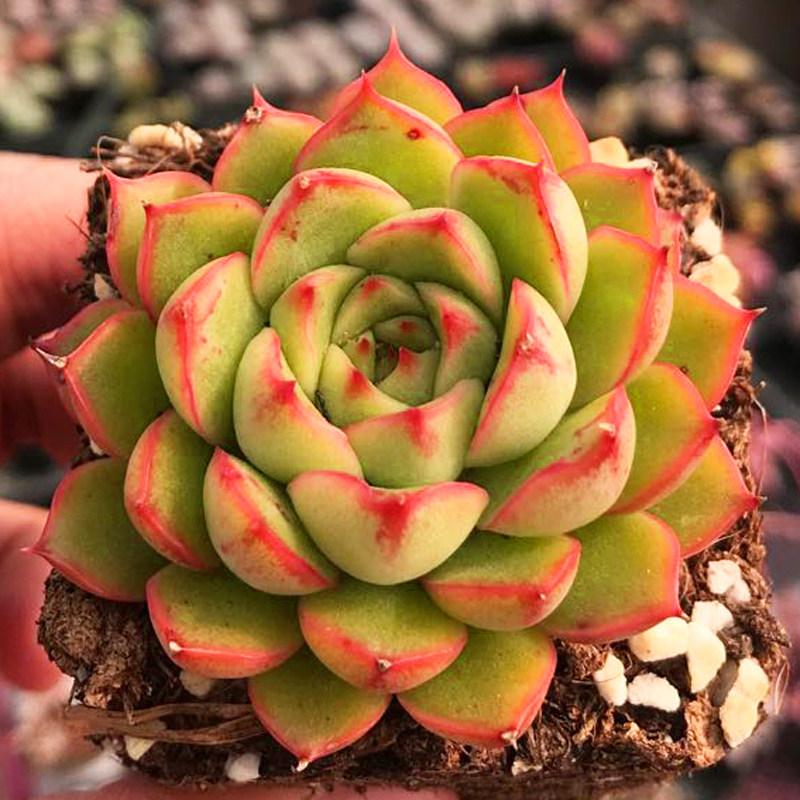 多肉植物青涩时光办公室室内阳台桌面绿植园艺花卉组合盆栽萌肉肉