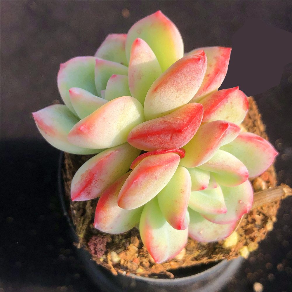 多肉植物奶油泡芙大棵好养云南新款稀有贵货组合盆栽绿植园艺花卉