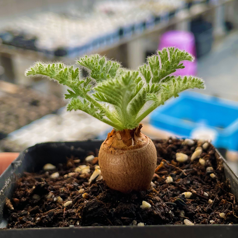 多肉植物羽叶洋葵球根新款罕见萌肉肉稀有贵货昆明花卉盆栽小绿植