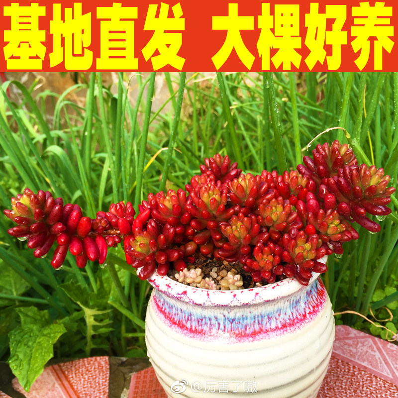 多肉植物虹之玉锦群生多头老桩悬崖云南新款稀有贵货组合盆栽萌肉