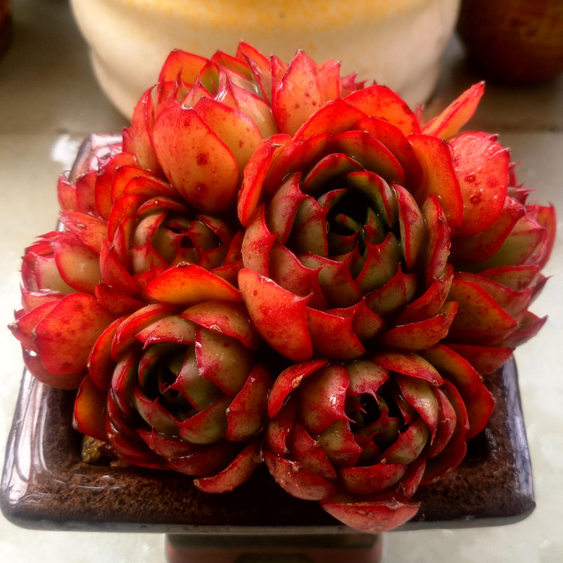 央金多肉植物防辐射绿植盆栽景天科石莲属大和锦杂交园艺新款萌肉