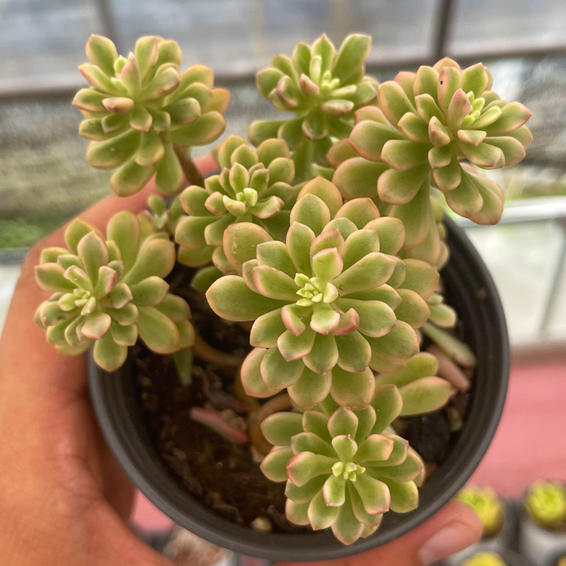 多肉植物塔洛克锦群生多头老桩云南新款稀有贵货组合盆栽四季萌肉