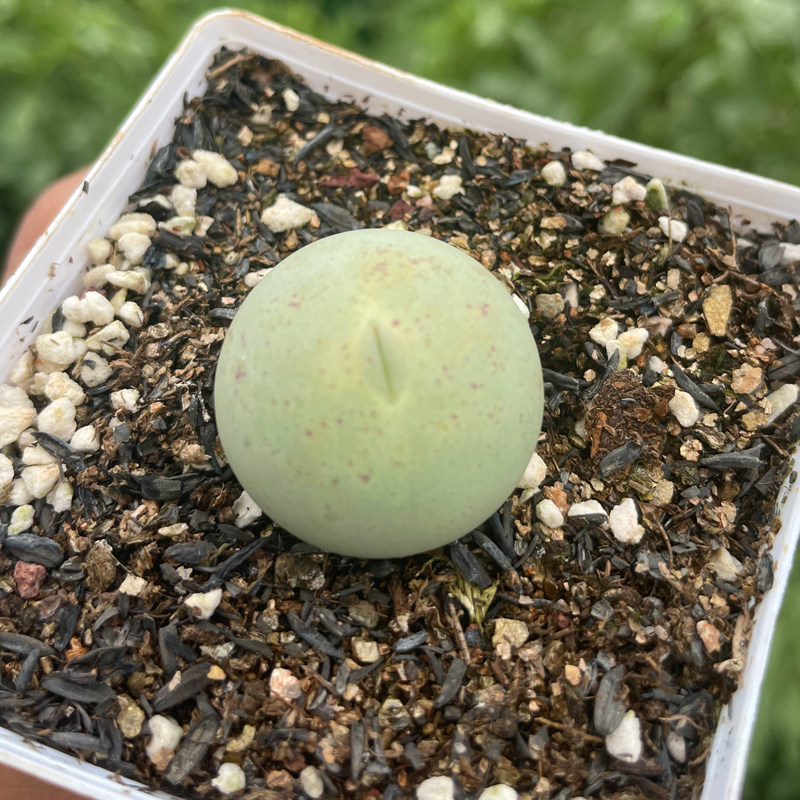 鸽子蛋多肉植物番杏科办公室内植物肉锥生石花屁屁石生花大棵好养