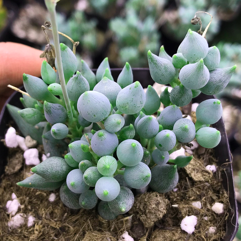 多肉植物锦上珠绿植阳台四季花卉