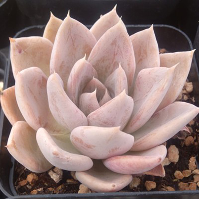 银后多肉植物办公室内阳台桌面创意迷你新生组合盆栽绿植萌肉花卉