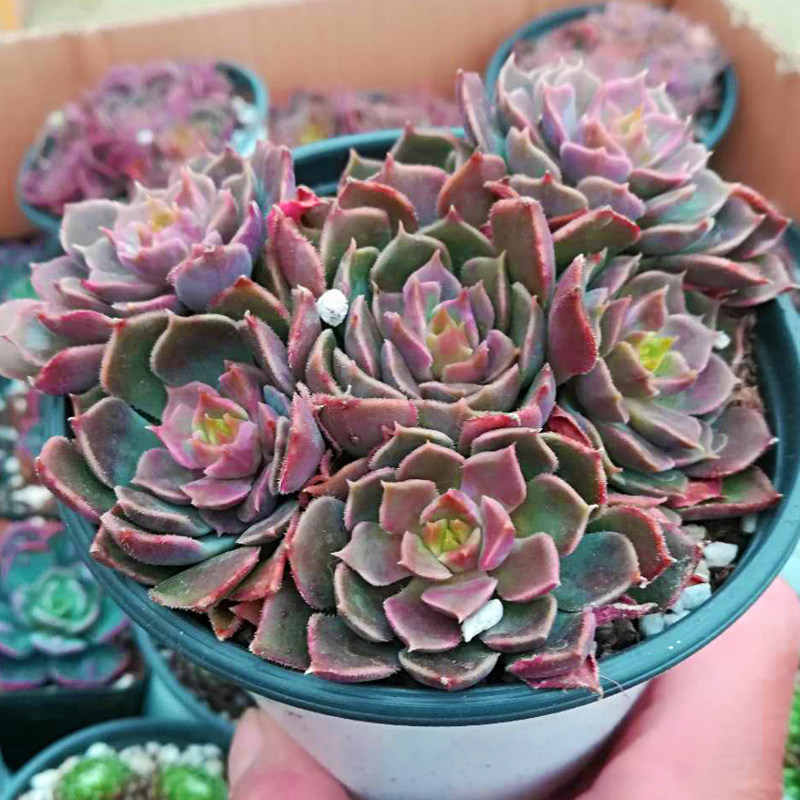 多肉植物棕玫瑰绿植花卉办公室内阳台净化空气新手好养新款萌肉肉