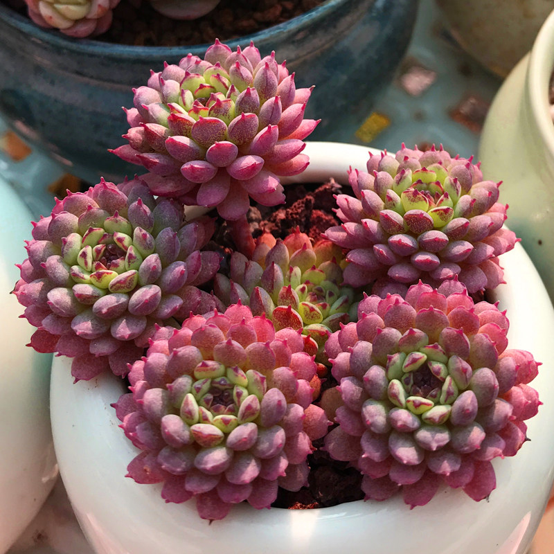 多肉植物小红衣原始姬莲新款稀有贵货盆栽办公室阳台桌面绿植萌肉