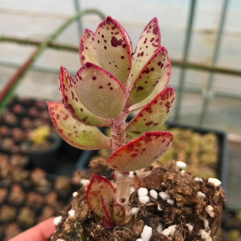 多肉植物草莓蛋糕水泡新款稀有贵货萌肉组合盆栽四季花卉绿植园艺