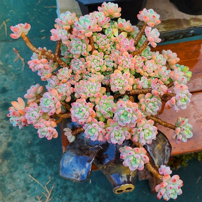 多肉植物劳尔带香味办公室萌肉肉
