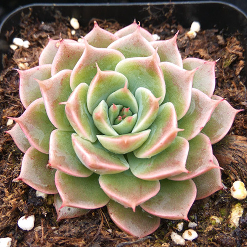 玛格丽特多肉植物绿植花卉组合盆栽新手萌肉肉迷你可爱盆栽肉嘟嘟