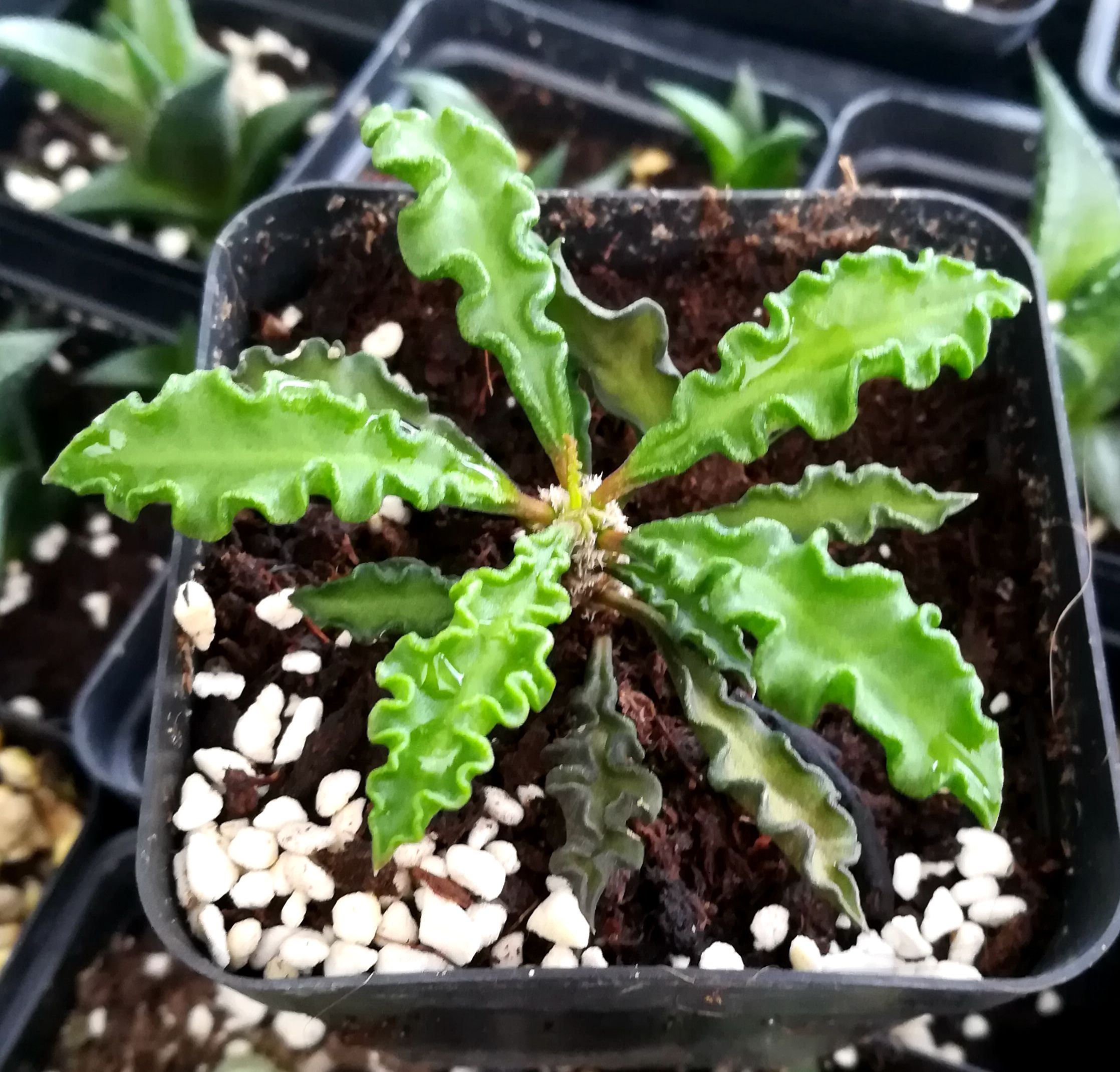 多肉植物【皱叶麒麟狄氏大戟】防辐射绿植盆栽创意迷你植物花卉