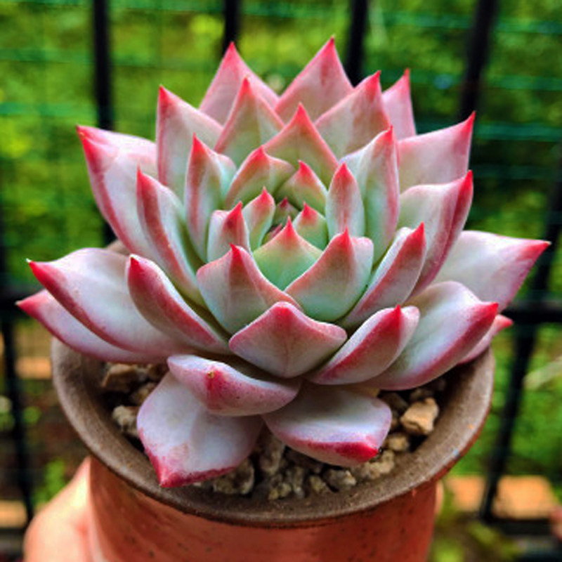 多肉植物厚叶粉蓝鸟墨西哥多肉组合盆栽办公室阳台桌面萌肉肉绿植