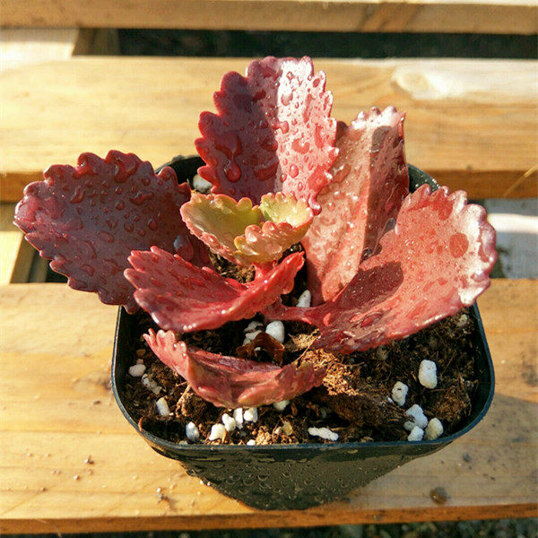 多肉植物【朱莲】暗红色 品相好 奇趣植物 吸甲醛防辐射 多肉盆栽