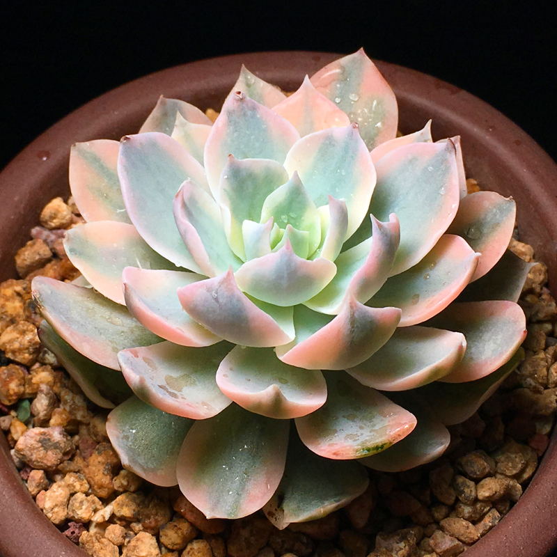 多肉植物皮氏锦防辐射绿植盆栽创意迷你花卉自然出锦净化空气萌肉