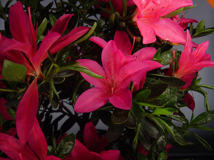 皋月杜鹃:紫龙之誉shiryu-no-homare