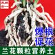 兰花颗粒营养土兰花植料兰花专用土颗粒土专用肥料君子兰大虫屎土