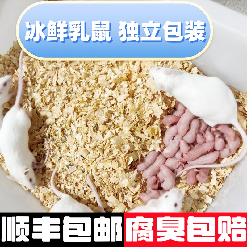 红皮乳鼠冰冻小白鼠冻老鼠喂蛇喂猫宠物蛇食物饲料开口料独立包装