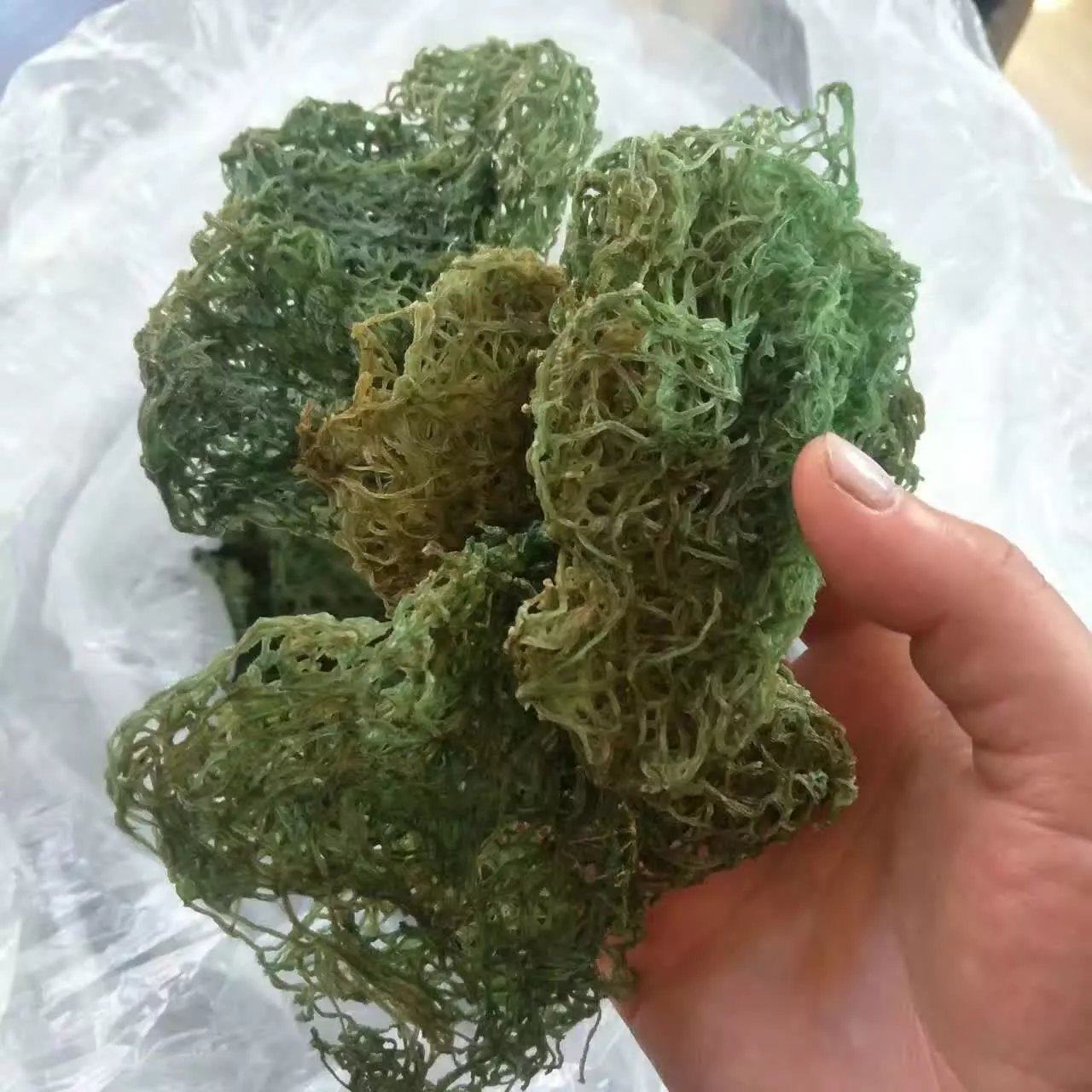 海粉 海兔卵 红海粉 460元1斤包邮