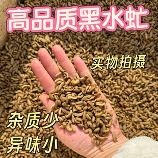 批发溪流黑水虻活虫通杀野钓翘嘴鲶鱼鲤鱼鲫鱼蛋白虫鱼饵打窝虫子
