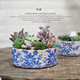 蓝雏菊陶瓷微景观植物老桩多肉花盆日式 冰裂肌理冰片纹手工粗陶盆