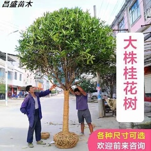 原生桂花树苗大树浓香型北方庭院地栽高杆金八月丹桂盆栽四季开花