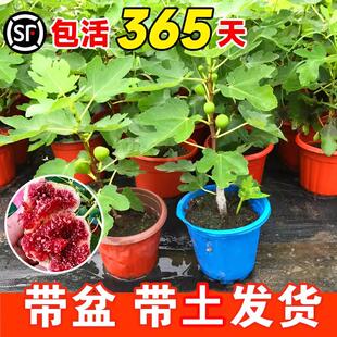 无花果树果苗带果盆栽树苗波姬红特大果南北方四季格莱斯果树耐寒