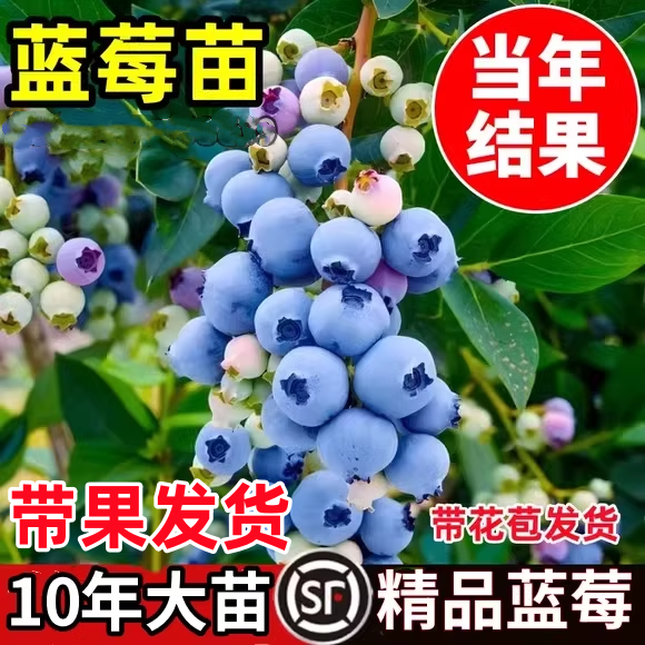 蓝莓果苗蓝莓树苗大果带土南方北方种植特大阳台盆栽地栽庭院耐寒