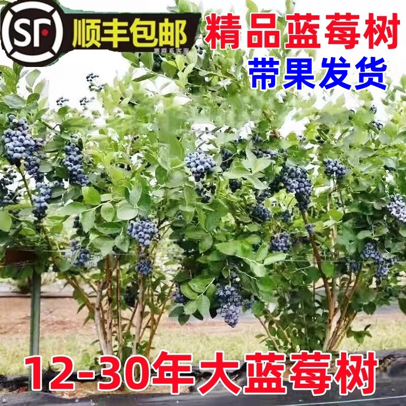 特大号蓝莓树果苗庭院蓝莓树苗南方北方种植地栽当年结果蓝莓果苗