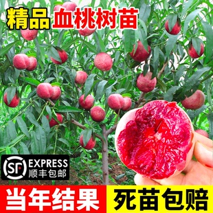 血桃树果苗嫁接特大水蜜桃南方北方种植果树果苗庭院地栽当年结果