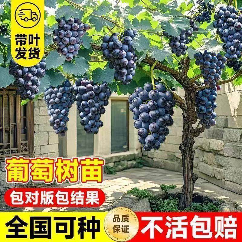 特大巨峰葡萄树老桩阳光玫瑰夏黑寒香蜜庭院南北方种植爬藤葡萄树