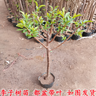 带盆带土蜂糖李子树苗晚熟脱骨青脆李子果树苗南北方种三华李树苗