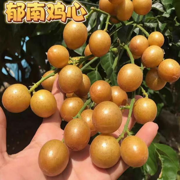 黄皮苗大鸡心嫁接无核黄皮树苗南北方种植盆栽地栽果树苗当年结果