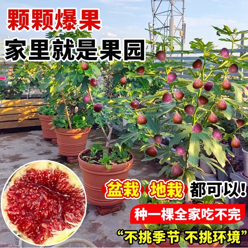 无花果树果苗特大果格莱斯带果矮化盆栽苗南北方四季种植当年结果
